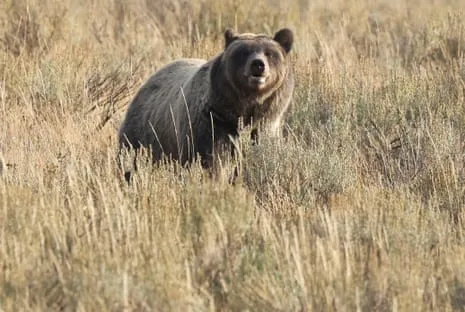 Backpacker Attacked by Wild Animal in Wilderness Area Air Lifted to Medical Facility